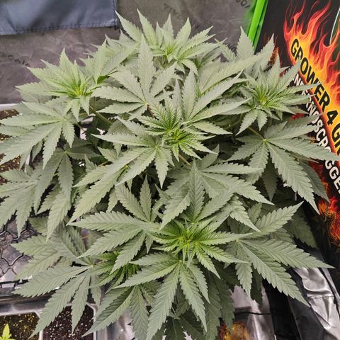 Grease Monkey "D.I.V.A" growlog timeline photo