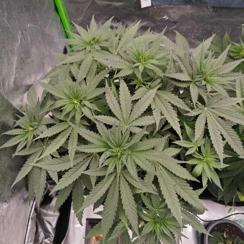 SUPER BOOF "Bootsy" growlog timeline photo