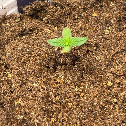 Auto BlackBerry Kush growlog timeline photo