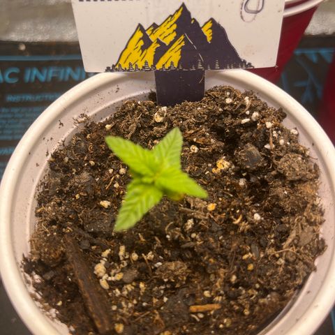 Auto BlackBerry Kush growlog timeline photo