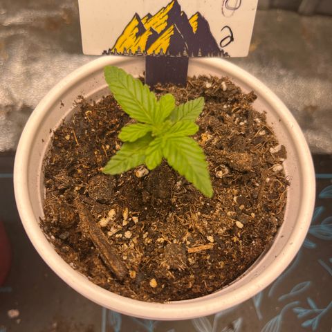 Auto BlackBerry Kush growlog timeline photo