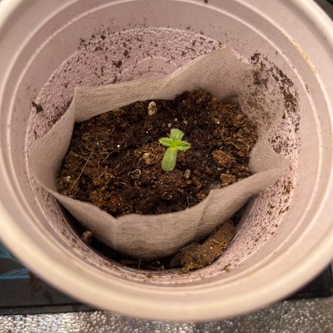 Tropicana Cherry growlog timeline photo