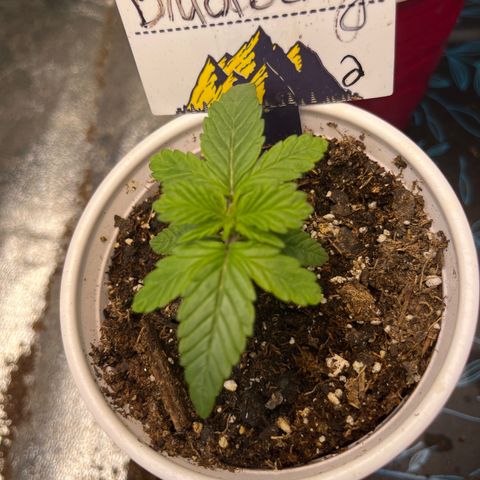 Auto BlackBerry Kush growlog timeline photo