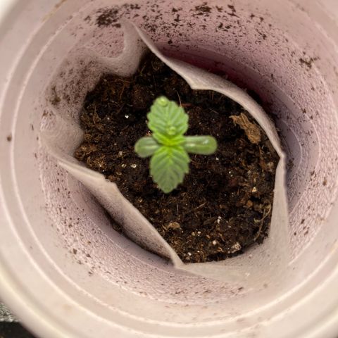 Tropicana Cherry growlog timeline photo