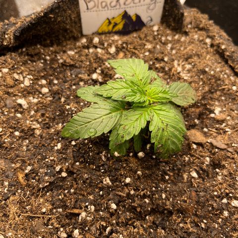 Auto BlackBerry Kush growlog photo: Transplanted