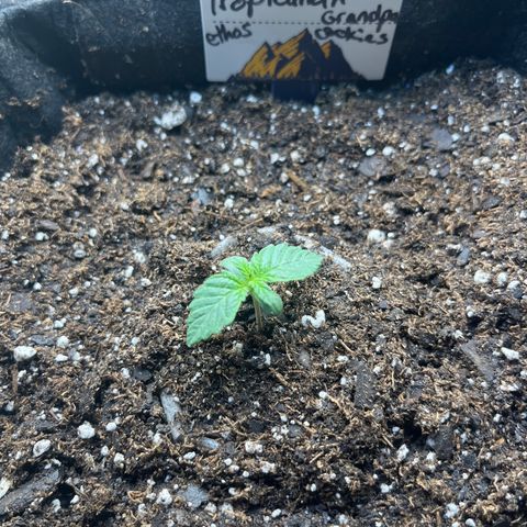 Tropicana Cherry growlog photo: Transplanted