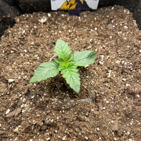 Tropicana Cherry growlog timeline photo