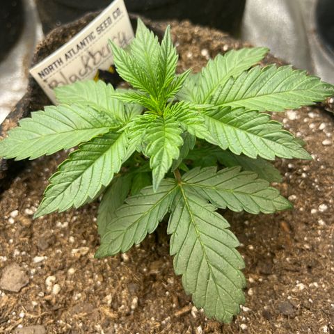 Auto BlackBerry Kush growlog timeline photo