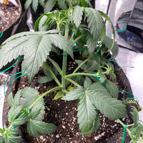Auto BlackBerry Kush growlog photo: Training day