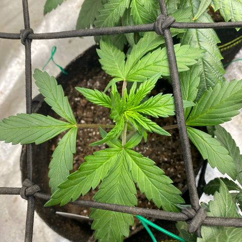 Black Cream Auto growlog timeline photo