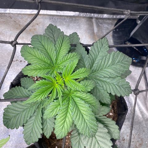 Tropicana Cherry growlog timeline photo