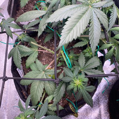 Auto BlackBerry Kush growlog timeline photo