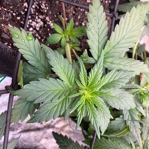 Black Cream Auto growlog timeline photo