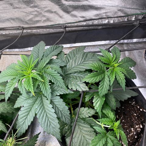 Tropicana Cherry growlog timeline photo