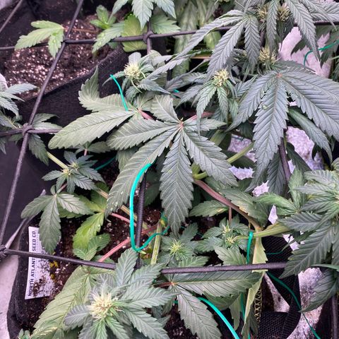 Auto BlackBerry Kush growlog timeline photo
