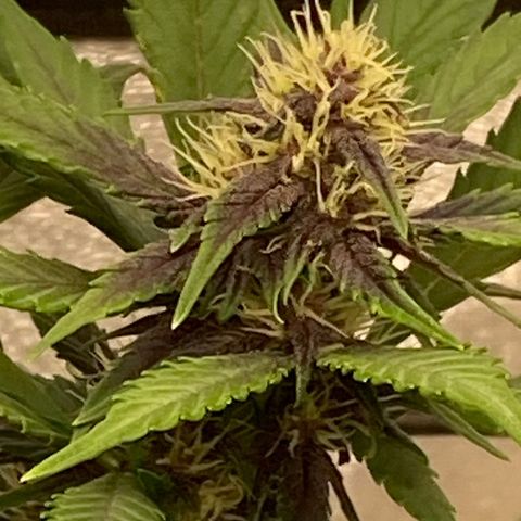 Black Cream Auto growlog timeline photo