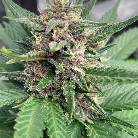 Auto BlackBerry Kush growlog timeline photo