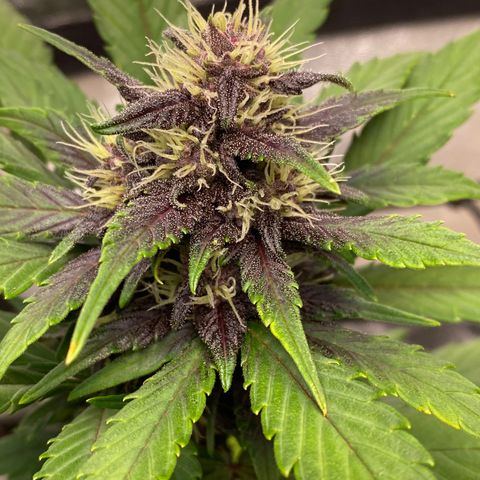 Black Cream Auto growlog timeline photo