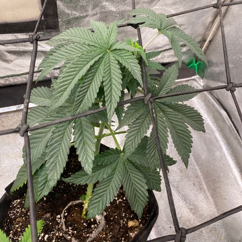 Tropicana Cherry growlog photo: Hst