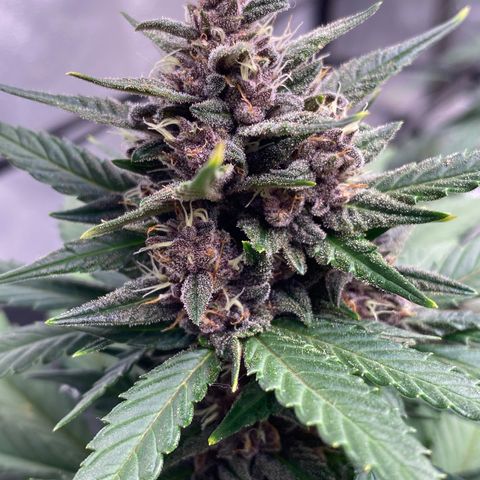 Auto BlackBerry Kush growlog timeline photo