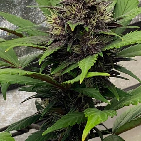 Black Cream Auto growlog timeline photo