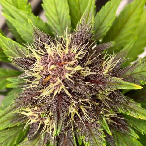 Black Cream Auto growlog timeline photo