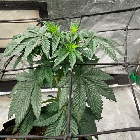 Tropicana Cherry growlog timeline photo