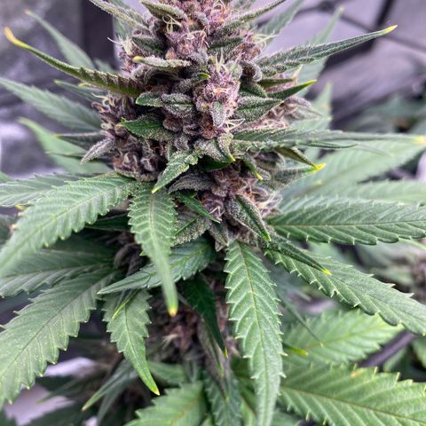 Auto BlackBerry Kush growlog timeline photo