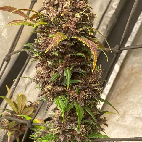 Black Cream Auto growlog timeline photo