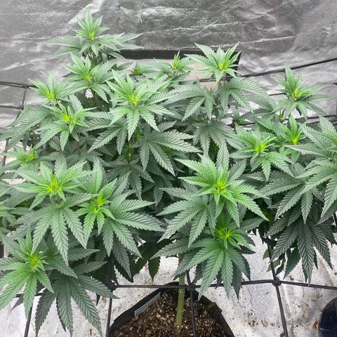 Tropicana Cherry growlog timeline photo