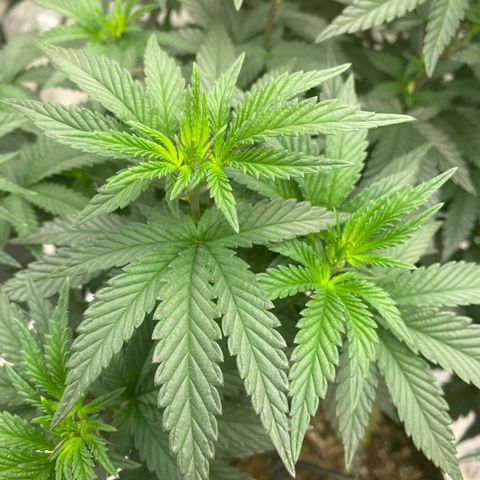 Tropicana Cherry growlog timeline photo