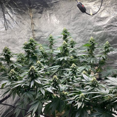 Tropicana Cherry growlog timeline photo