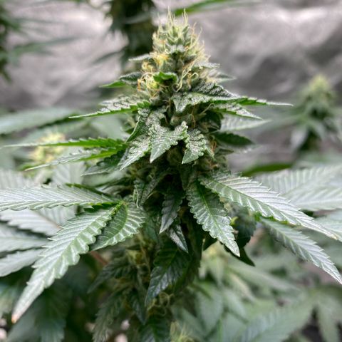 Tropicana Cherry growlog timeline photo