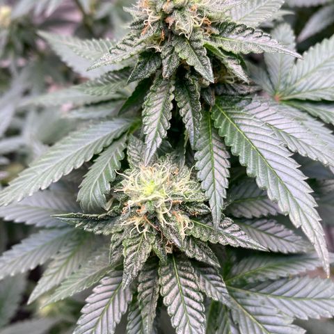 Tropicana Cherry growlog timeline photo