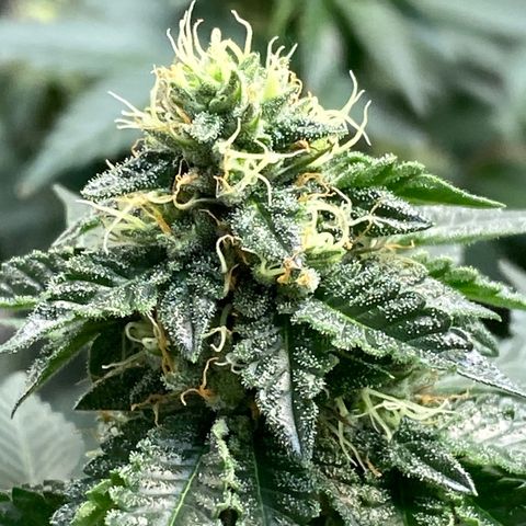 Tropicana Cherry growlog timeline photo