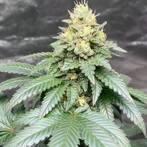 Tropicana Cherry growlog timeline photo