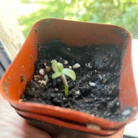 Queen of the South  growlog timeline photo