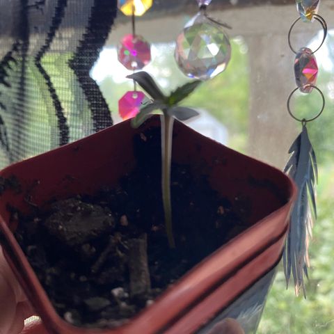 Queen of the South  growlog timeline photo