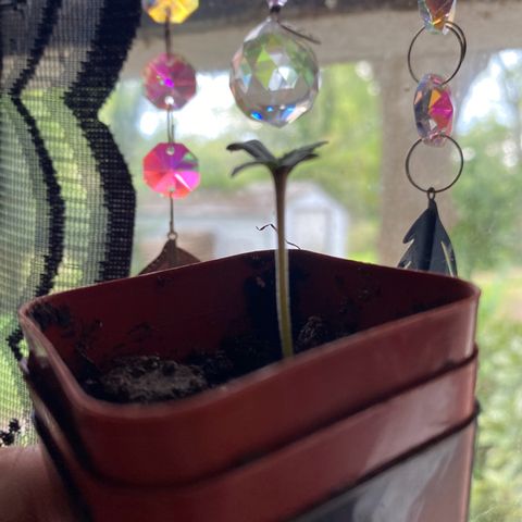 Queen of the South  growlog timeline photo