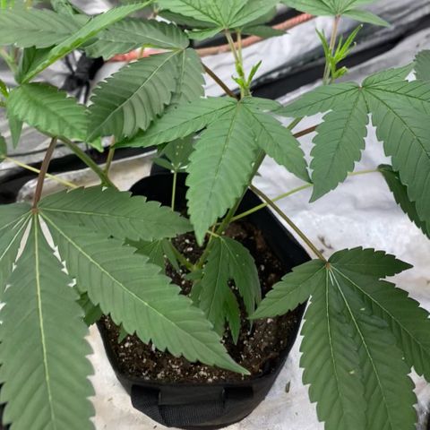 Blue runts growlog timeline photo