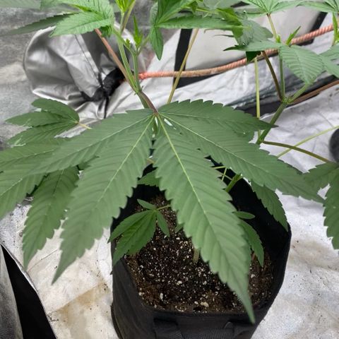 Blue runts growlog timeline photo