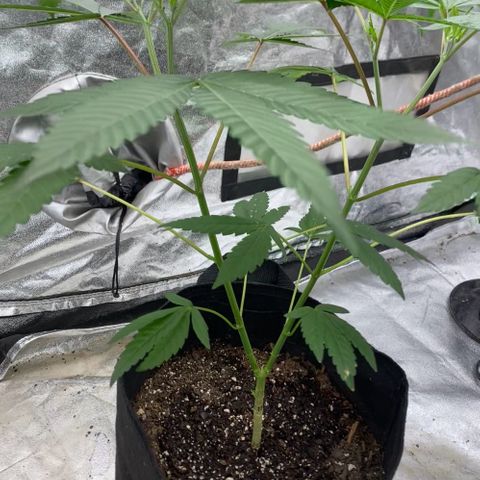 Blue runts growlog timeline photo