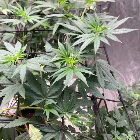 Blue runts growlog timeline photo