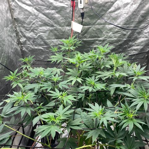 Blue runts growlog timeline photo