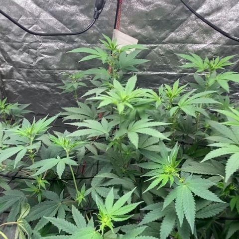 Tropicana Cookies growlog timeline photo