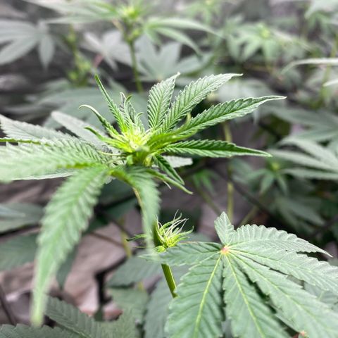 Tropicana Cookies growlog timeline photo
