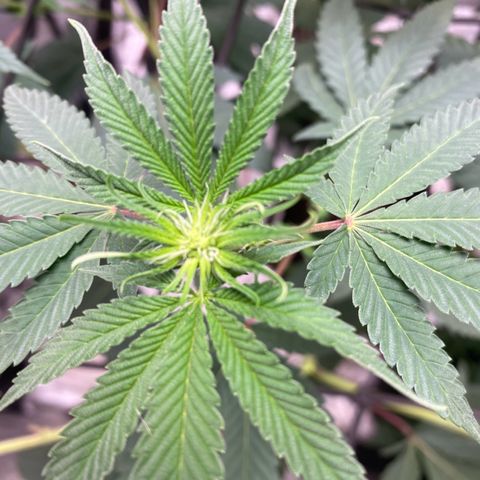 Tropicana Cookies growlog timeline photo