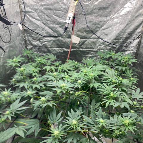 Tropicana Cookies growlog timeline photo