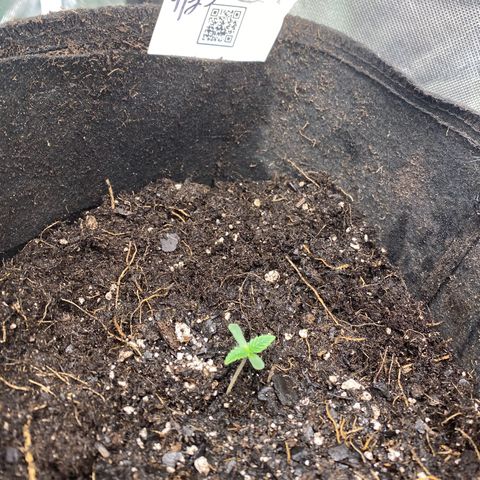 Queen of the South  growlog timeline photo