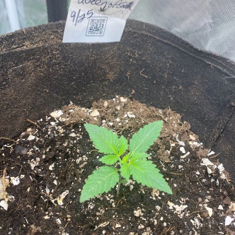 Queen of the South  growlog timeline photo